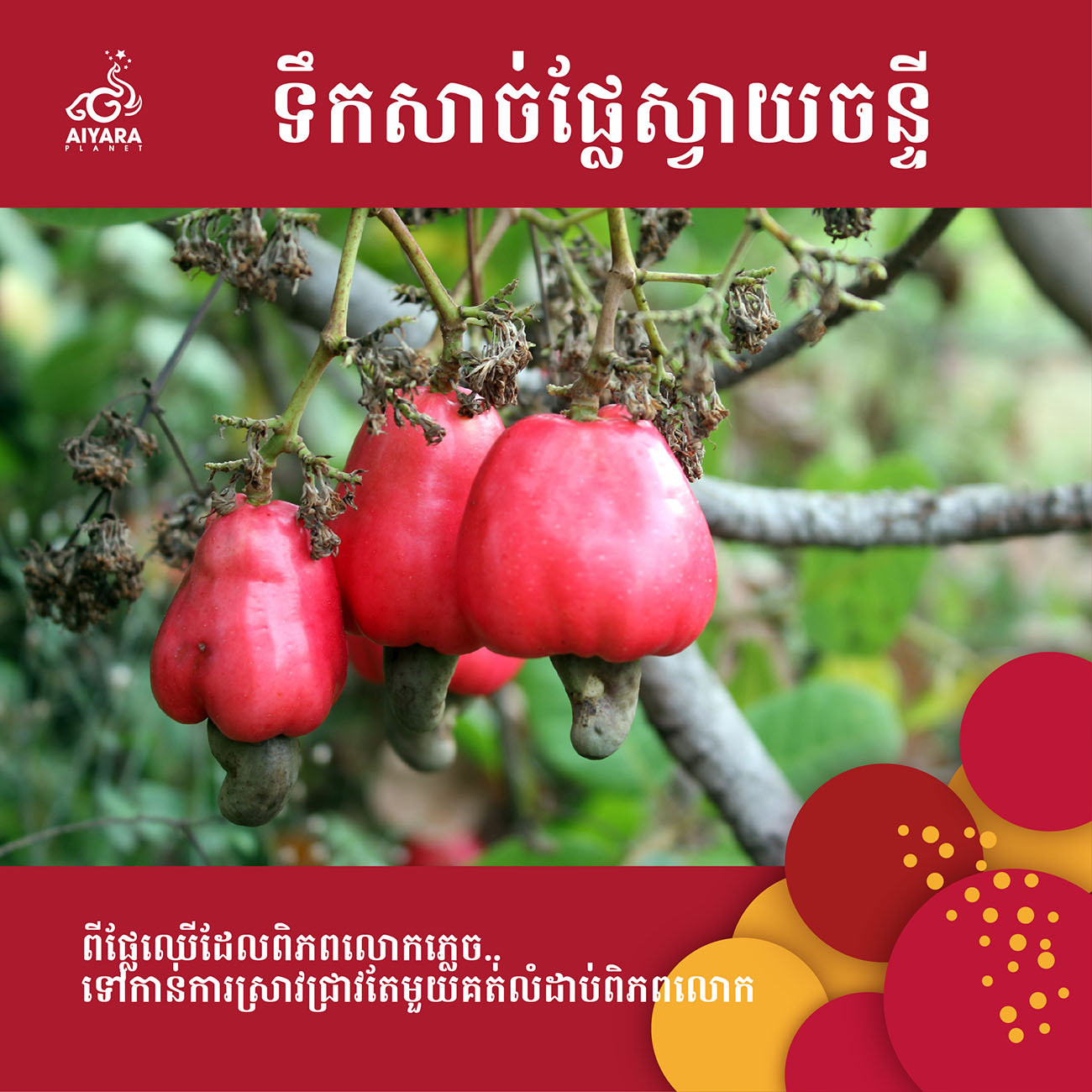 CashewyDrink